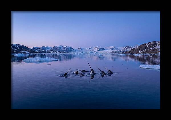 Narwhals In Serene Waters