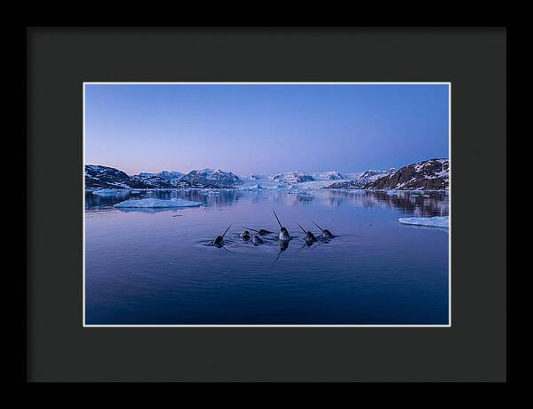 Narwhals In Serene Waters