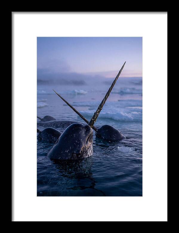 Narwhals Surfacing In Twilight