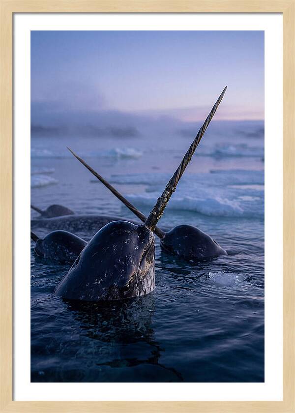 Narwhals Surfacing In Twilight