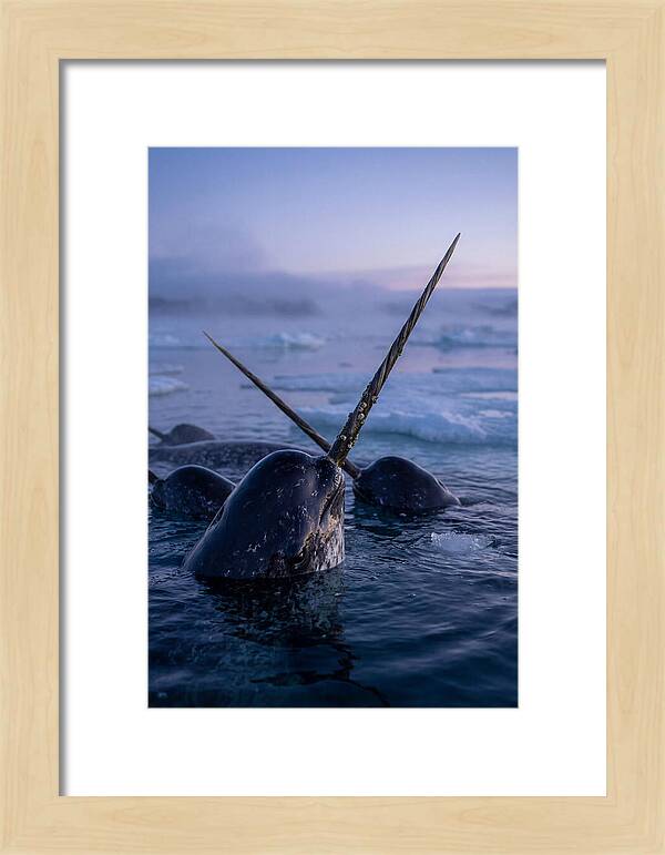 Narwhals Surfacing In Twilight