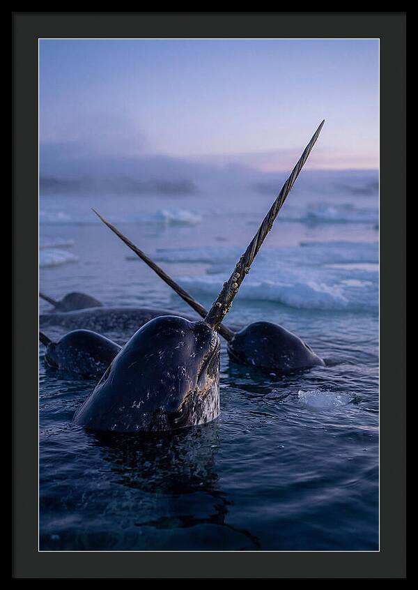 Narwhals Surfacing In Twilight