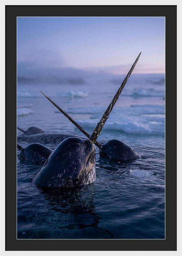Narwhals Surfacing In Twilight
