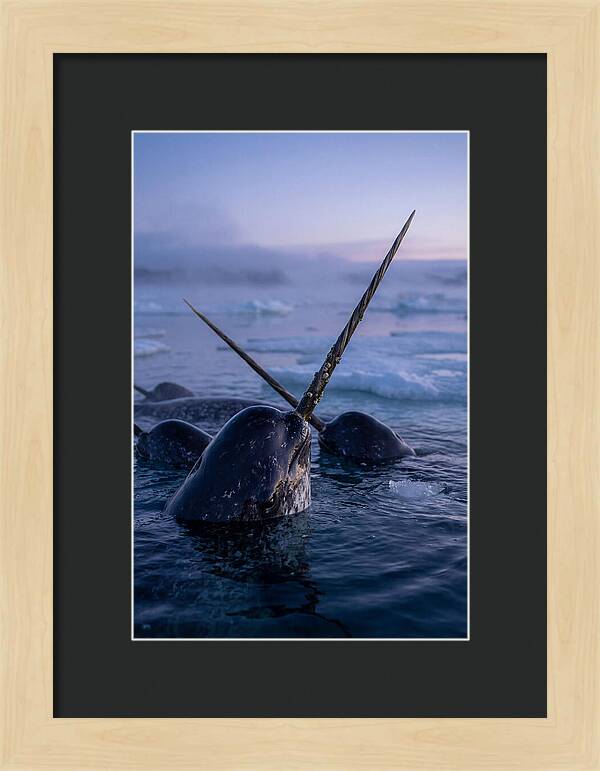 Narwhals Surfacing In Twilight