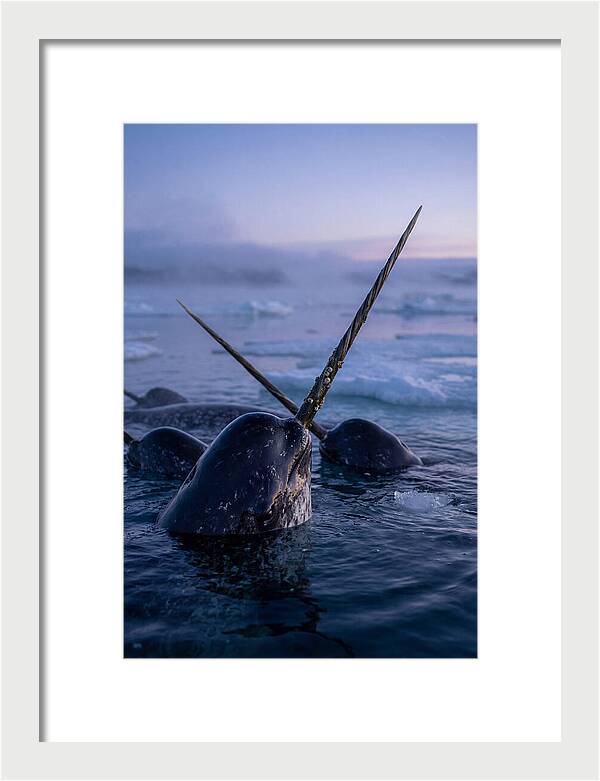 Narwhals Surfacing In Twilight