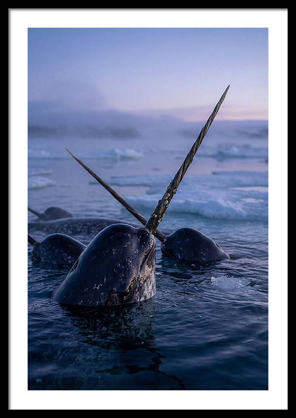 Narwhals Surfacing In Twilight