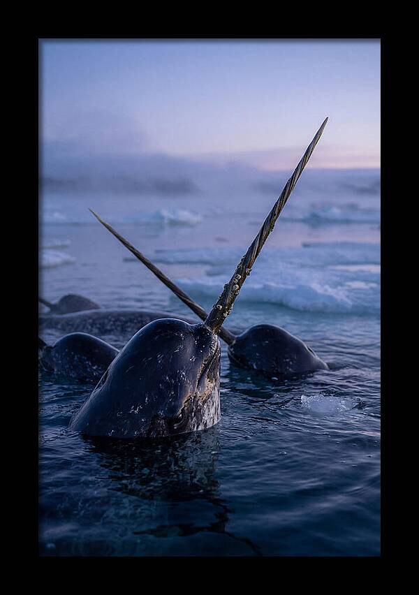 Narwhals Surfacing In Twilight