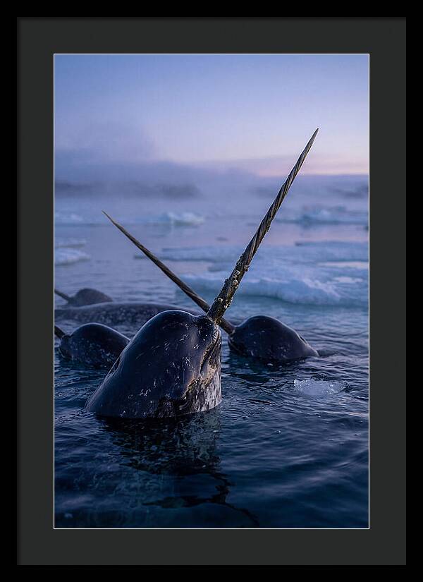 Narwhals Surfacing In Twilight