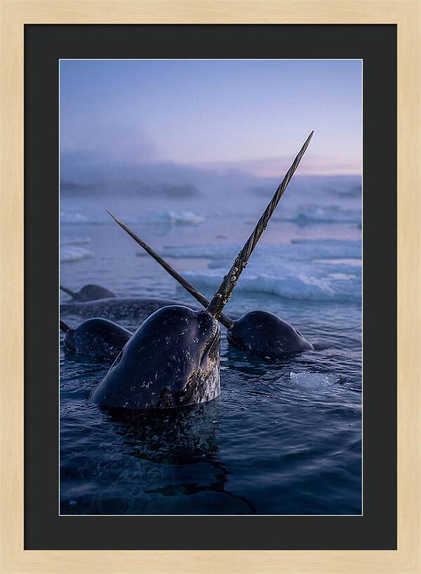 Narwhals Surfacing In Twilight