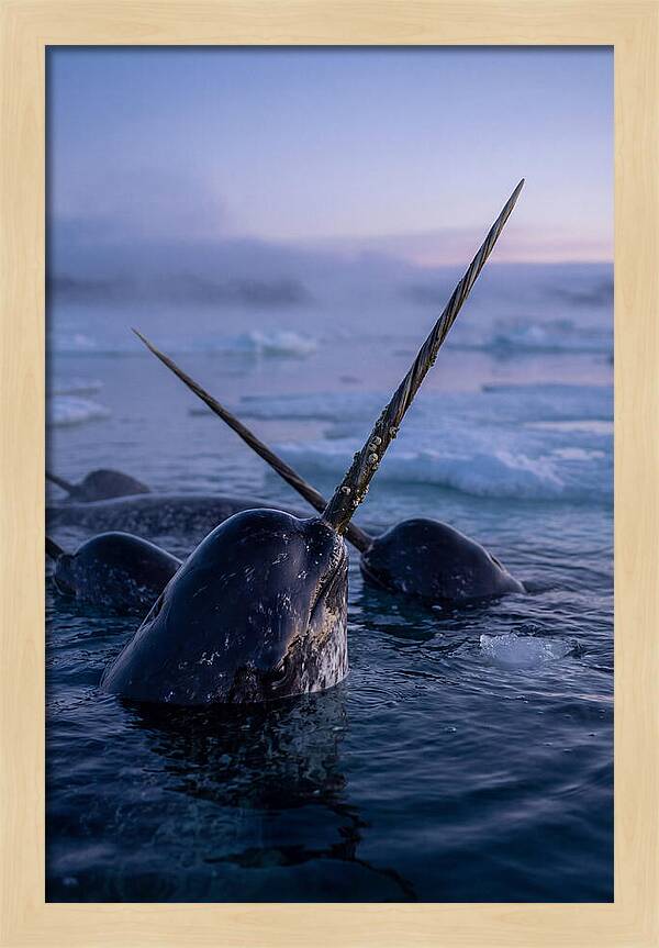 Narwhals Surfacing In Twilight