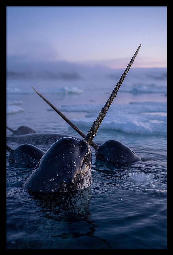 Narwhals Surfacing In Twilight