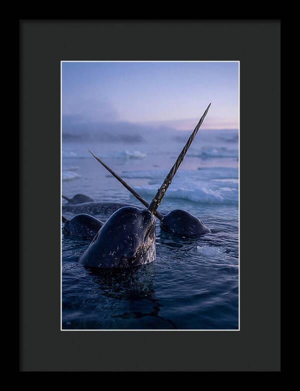 Narwhals Surfacing In Twilight