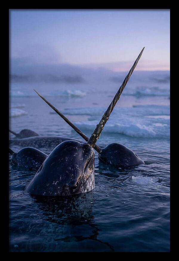 Narwhals Surfacing In Twilight