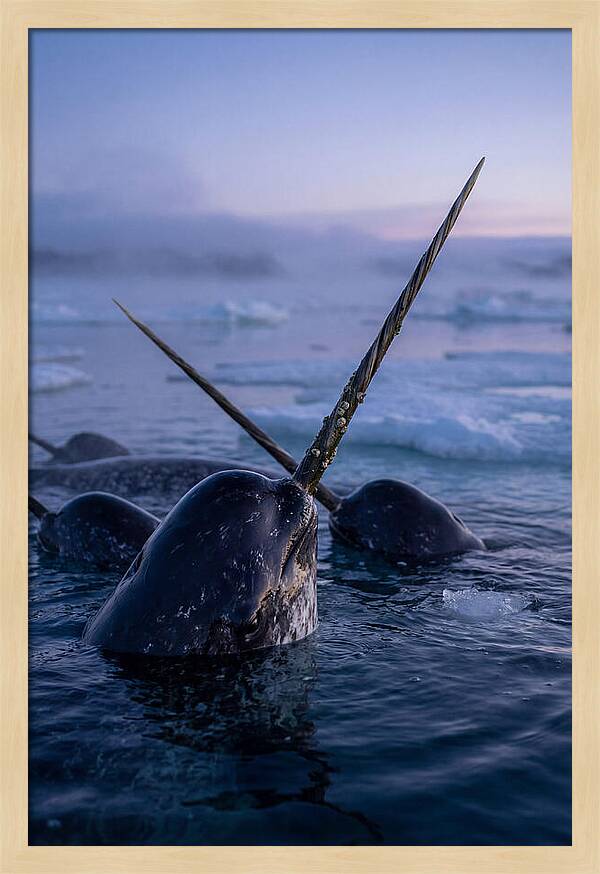 Narwhals Surfacing In Twilight