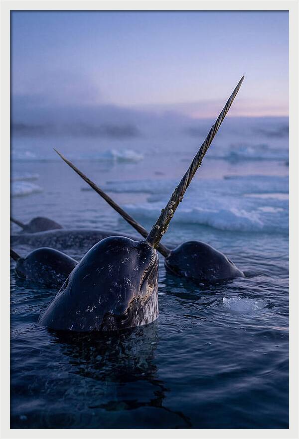Narwhals Surfacing In Twilight