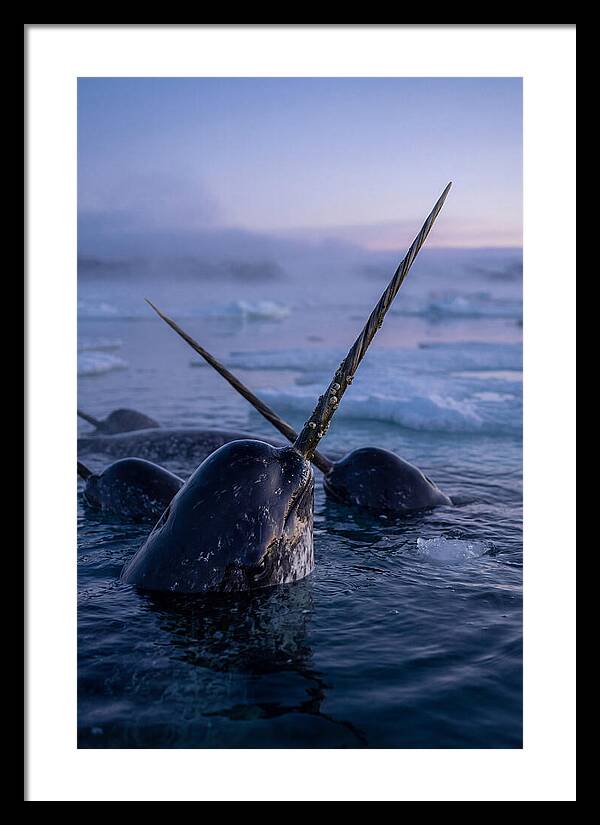 Narwhals Surfacing In Twilight