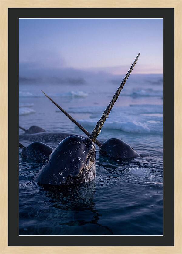 Narwhals Surfacing In Twilight