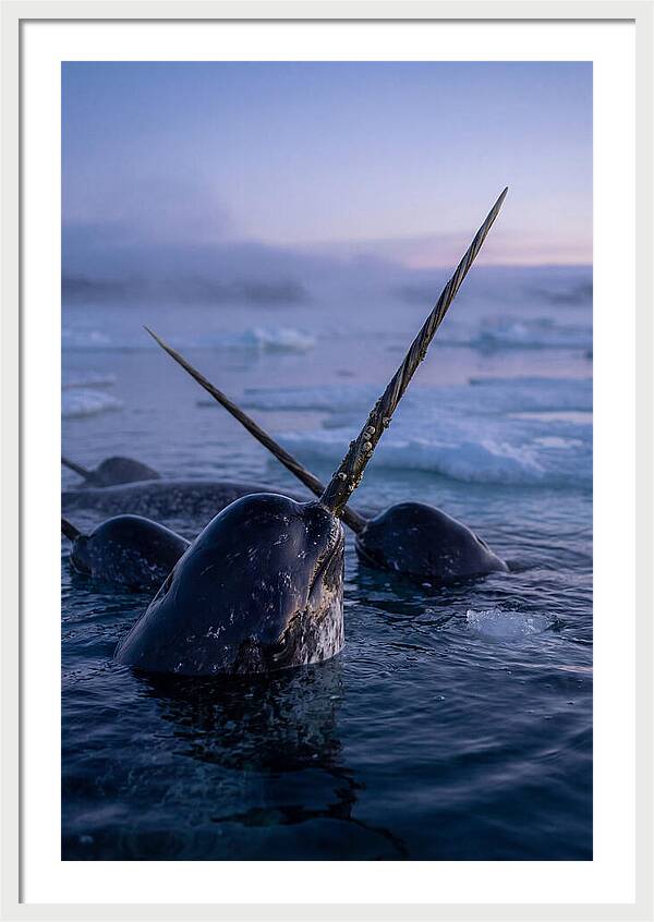 Narwhals Surfacing In Twilight