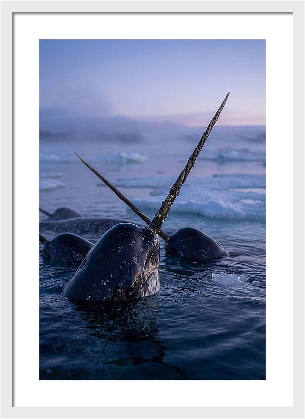 Narwhals Surfacing In Twilight