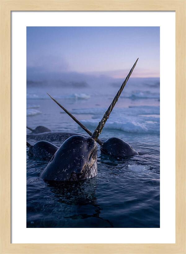 Narwhals Surfacing In Twilight