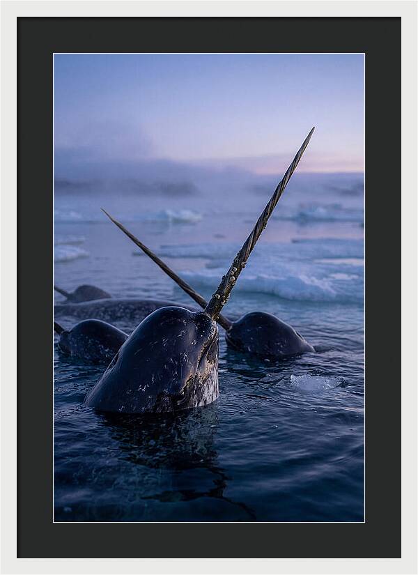 Narwhals Surfacing In Twilight