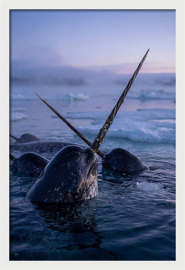 Narwhals Surfacing In Twilight