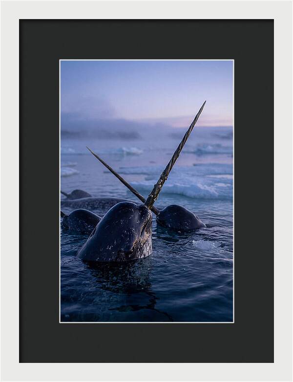 Narwhals Surfacing In Twilight