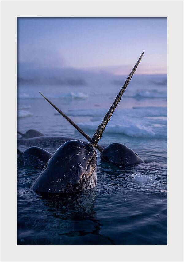 Narwhals Surfacing In Twilight