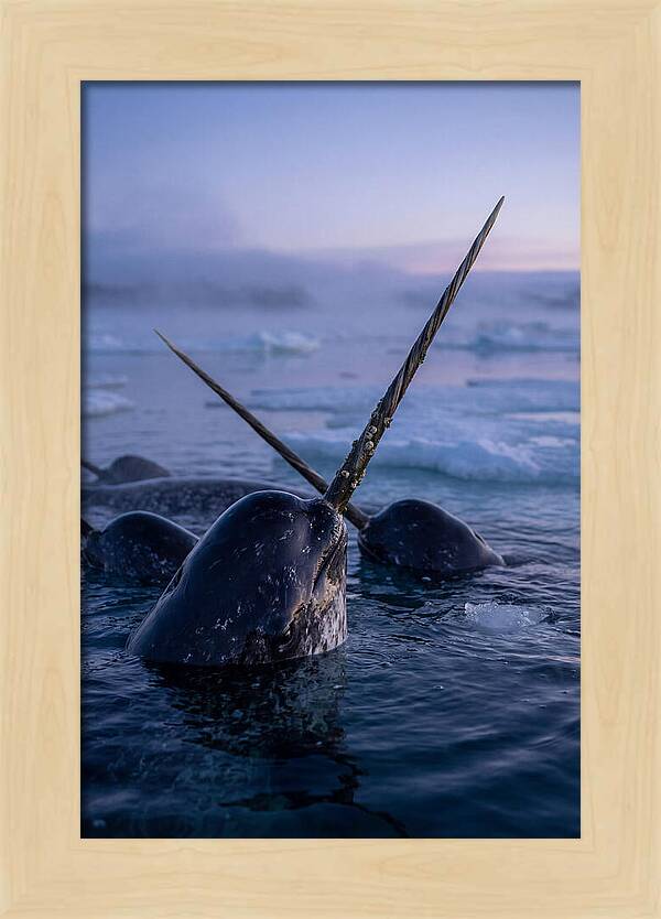Narwhals Surfacing In Twilight