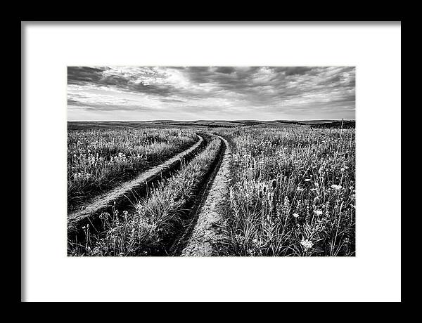 Native Prairie Flower Meadow
