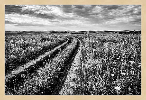 Native Prairie Flower Meadow