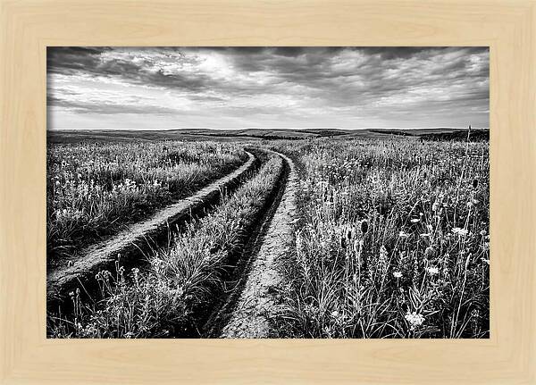 Native Prairie Flower Meadow