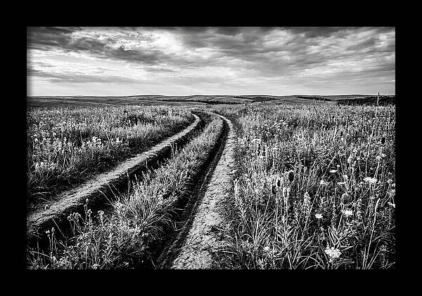 Native Prairie Flower Meadow