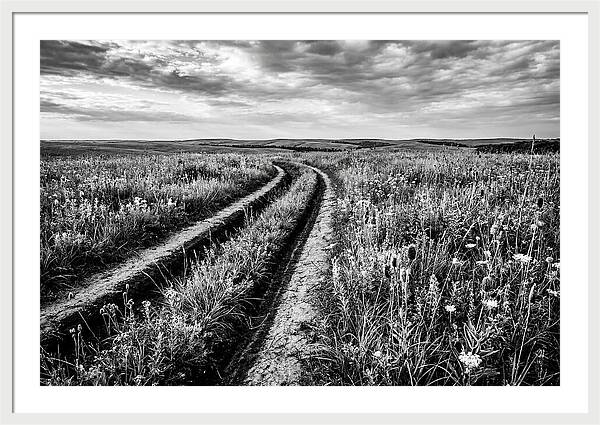 Native Prairie Flower Meadow