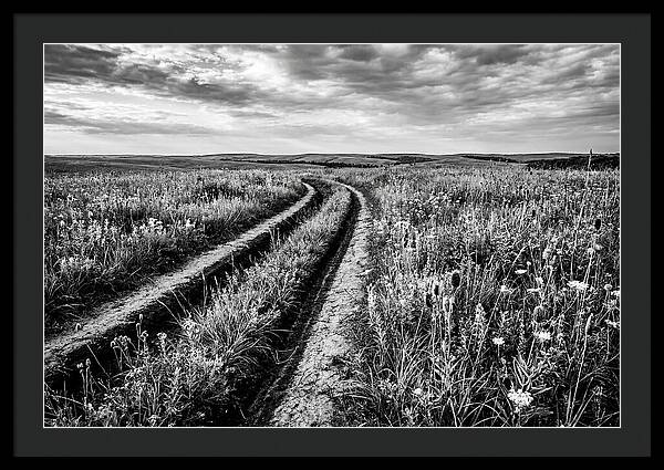 Native Prairie Flower Meadow