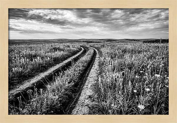 Native Prairie Flower Meadow