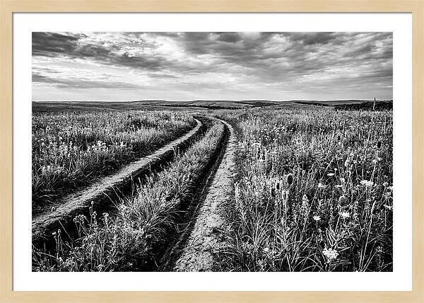 Native Prairie Flower Meadow