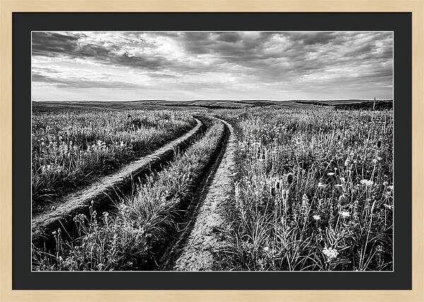 Native Prairie Flower Meadow