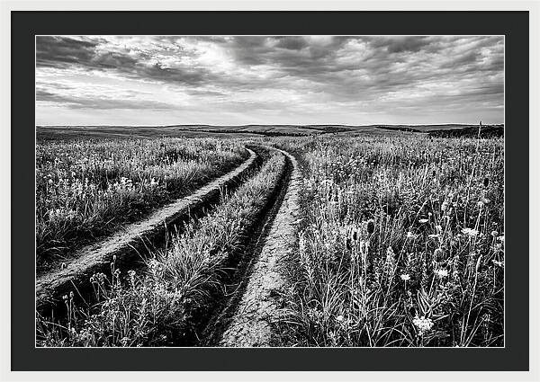Native Prairie Flower Meadow