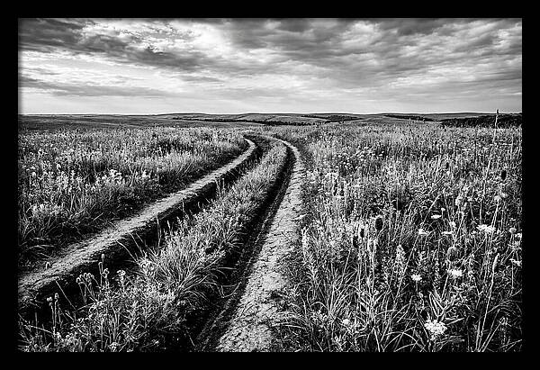 Native Prairie Flower Meadow