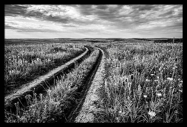 Native Prairie Flower Meadow