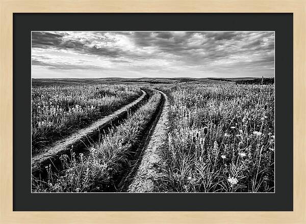 Native Prairie Flower Meadow