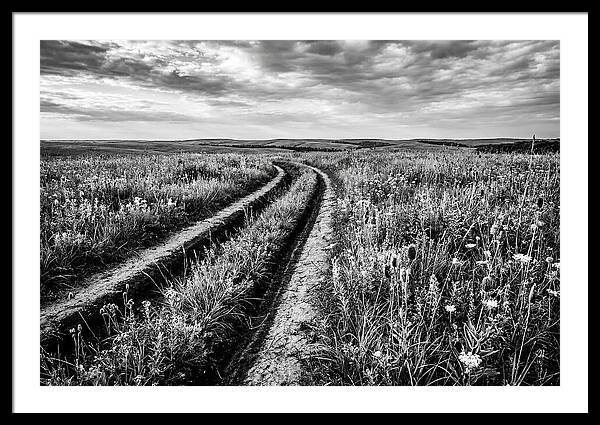 Native Prairie Flower Meadow