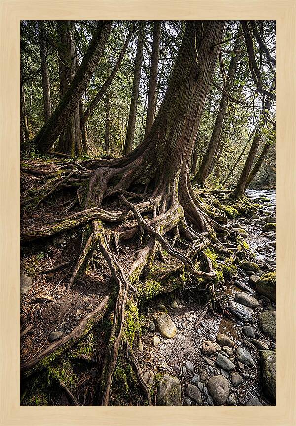 Natures Embrace Of Earth