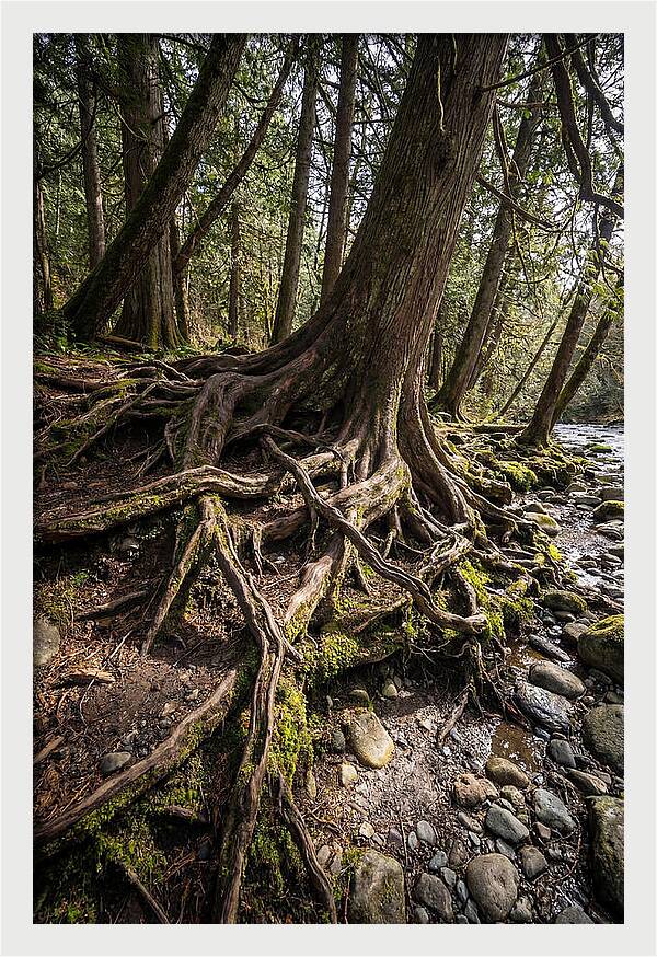 Natures Embrace Of Earth
