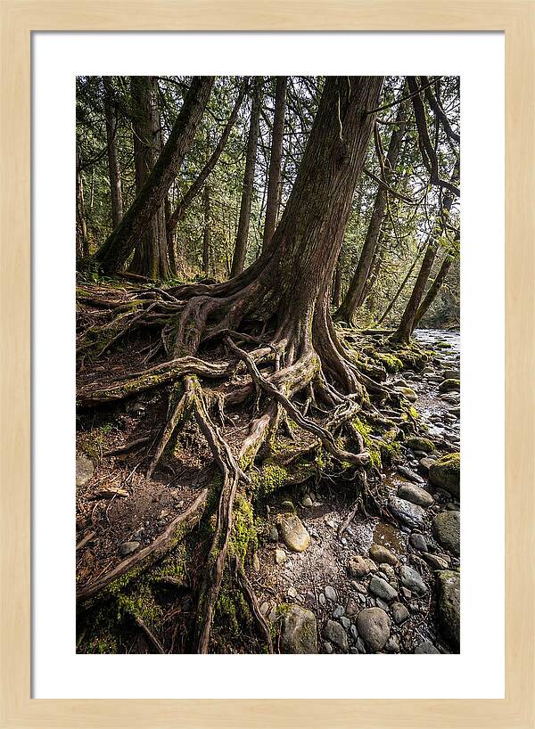Natures Embrace Of Earth