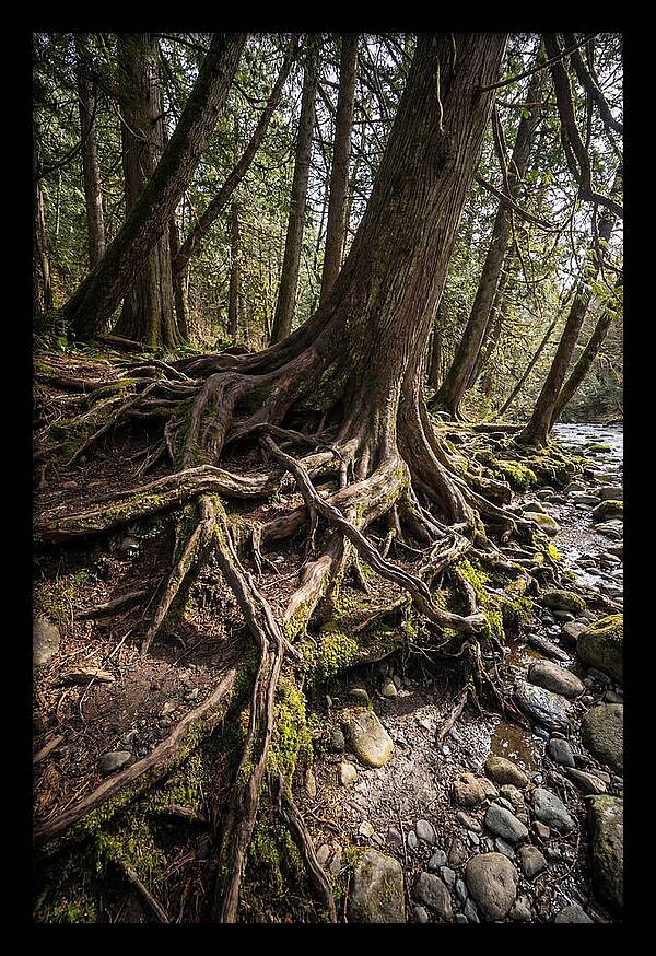 Natures Embrace Of Earth