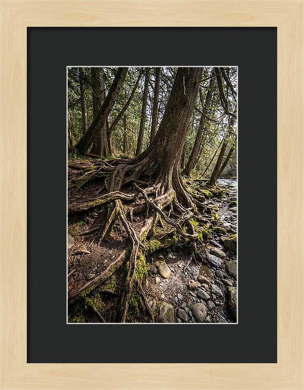 Natures Embrace Of Earth