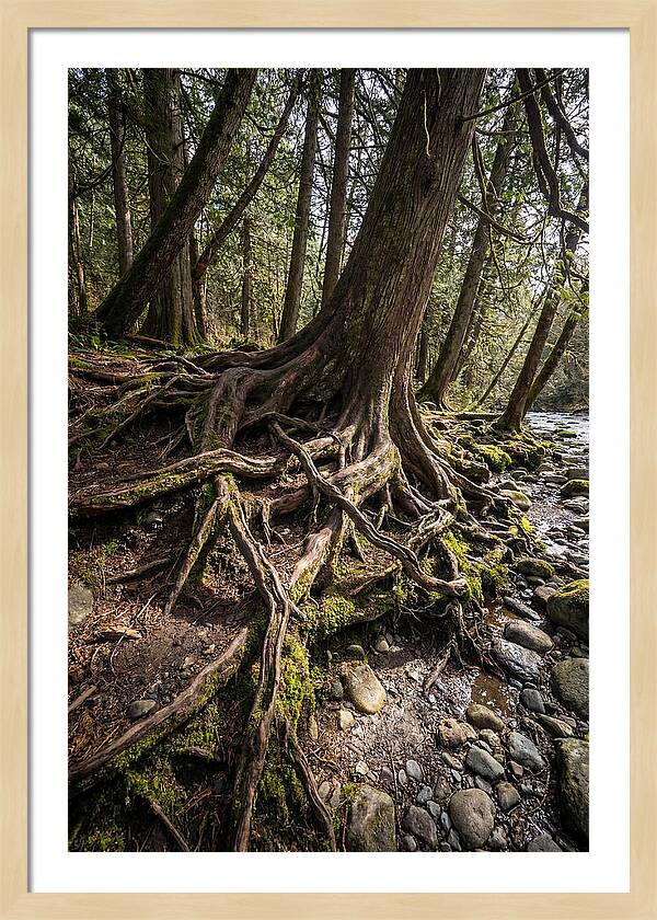 Natures Embrace Of Earth