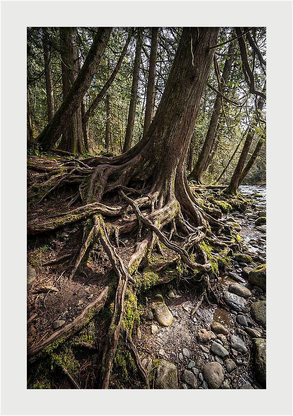 Natures Embrace Of Earth